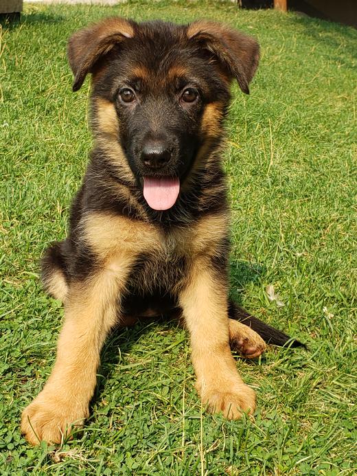 Montana German Shepherd Puppies For Sale 