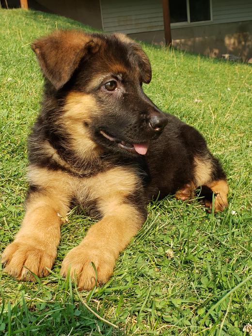 Montana German Shepherd Puppies For Sale 